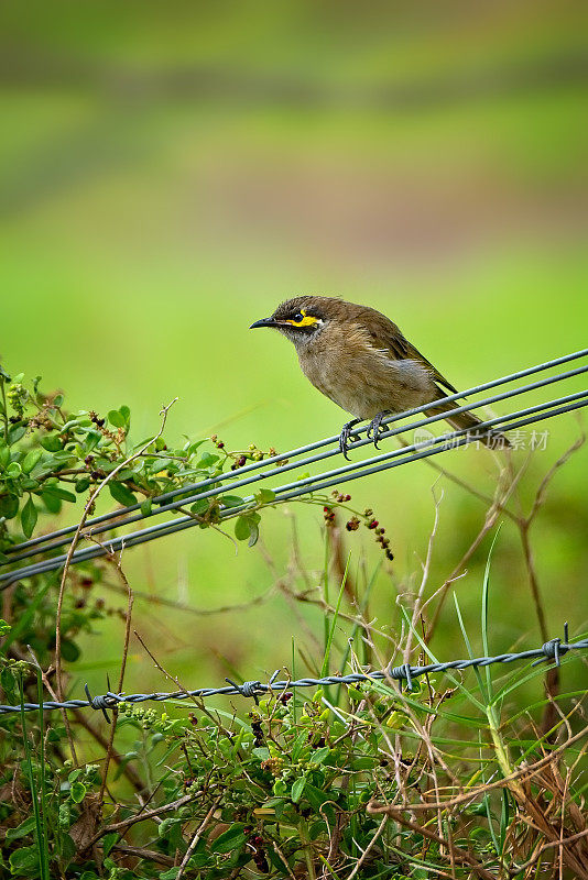 黄脸蜜蜂(Caligavis chrysops)